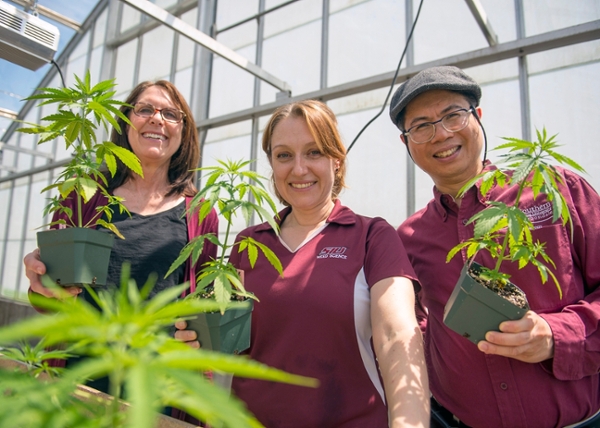 Students in the cannabis center